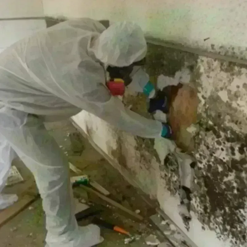 Mold Remediation and Removal in Tracy, CA